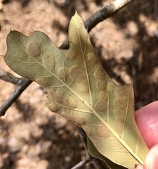 Polystepha pustuloides
