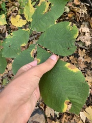 Gnomonia caryae