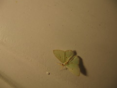 Comostola meritaria