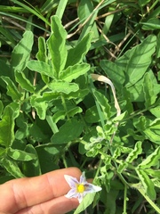 Solanum commersonii