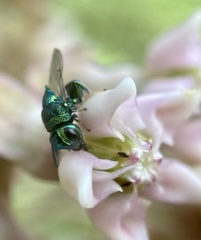 Euperilampus triangularis