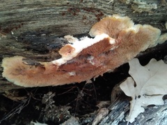 Merulius tremellosus