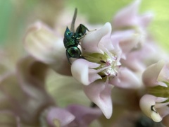 Euperilampus triangularis