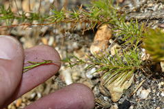 Prismatocarpus diffusus