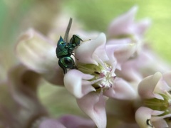 Euperilampus triangularis