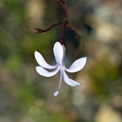 Prismatocarpus diffusus