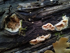 Merulius tremellosus