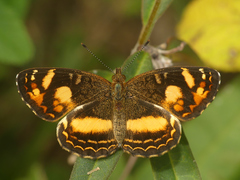 Telenassa berenice