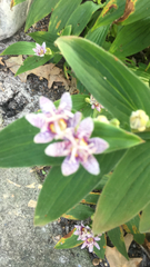 Tricyrtis formosana