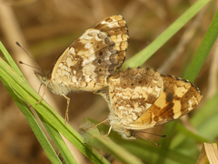 Telenassa berenice
