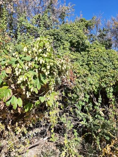 Image of American Hops (Humulus americanus) by no rights reserved
