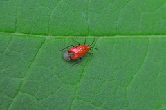 Ambracius
