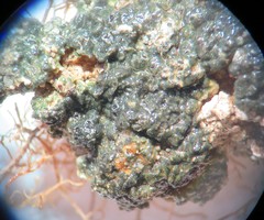 Aspicilia glaucopsina