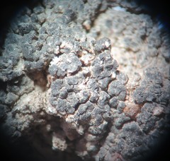 Aspicilia glaucopsina