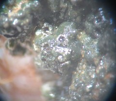 Aspicilia glaucopsina