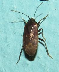 Lethaeus tartareus