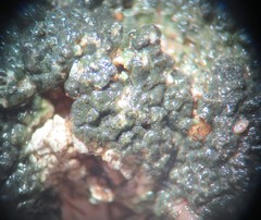 Aspicilia glaucopsina