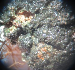 Aspicilia glaucopsina