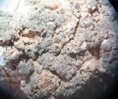 Aspicilia glaucopsina