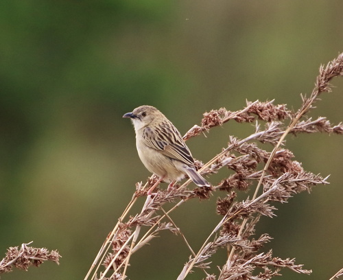 Croaking Cisticola