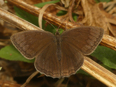 Yphthimoides leguialimai