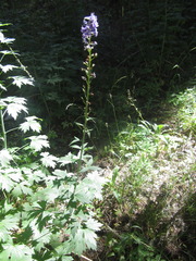 Delphinium polycladon