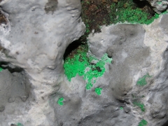 Actinobacteria