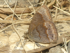 Yphthimoides leguialimai