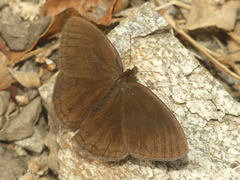 Yphthimoides leguialimai