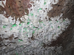 Actinobacteria