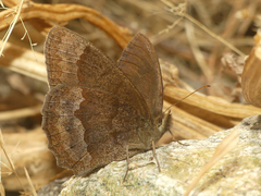 Yphthimoides leguialimai