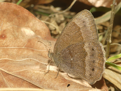 Yphthimoides leguialimai
