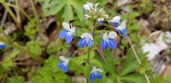 Collinsia verna