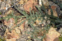 Aspalathus juniperina juniperina