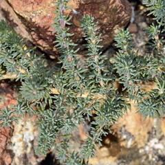 Aspalathus juniperina juniperina