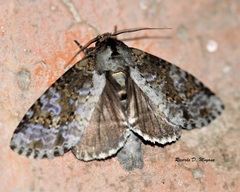 Disphragis tharis