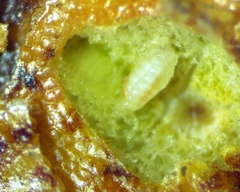 Polystepha pustuloides