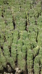 Euphorbia mammillaris