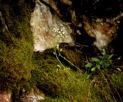 Draba borealis