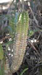 Euphorbia mammillaris