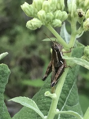 Phaedrotettix dumicola