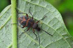 Lystronychus pulchellus