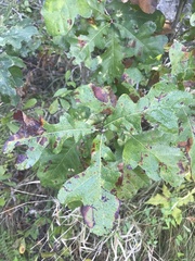 Quercus sinuata breviloba