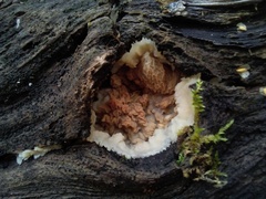Merulius tremellosus