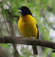 Ploceus bicolor bicolor