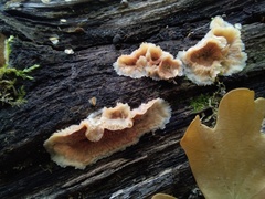 Merulius tremellosus