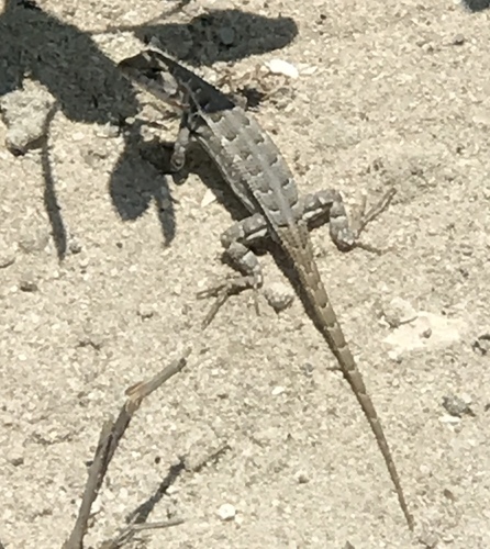 Cozumel Spiny Lizard
