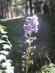 Delphinium polycladon