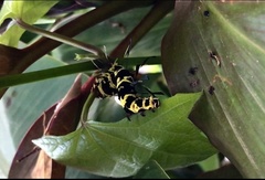 Tinolius eburneigutta