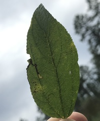 Stigmella ceanothi